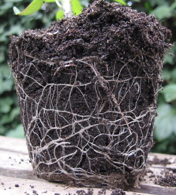 Cómo cambiar una planta de maceta sin que lo pase mal