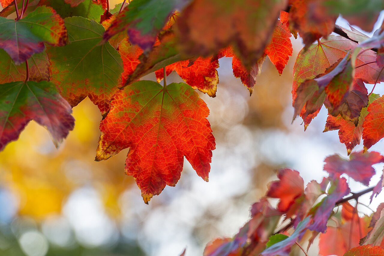 El jardín en otoño: las tareas que preparan el año siguiente